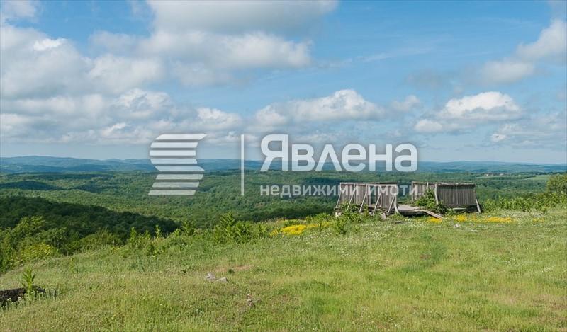 Визица