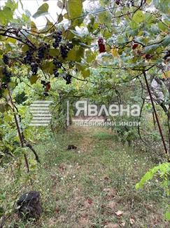 лозе